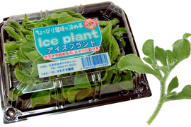 【投稿CP商品】（70g×12パック）【プチっと食感／ほんのり塩味】アイスプラント