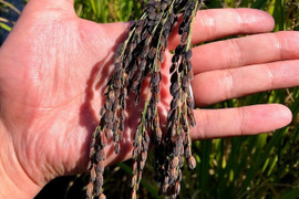 【農薬・肥料不使用】自然栽培古代米の緑米1.2kg【もち精米】【令和5年産】
