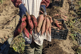 ねっとり甘い！さつまいも（紅はるか+シルクスイート）1.8キロ 【茨城県産】