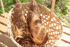 ❤アク抜き不要の最高級たけのこ❤日本テレビのキントレで紹介いただきました（高橋海人さん、佐藤勝利さん）❤大多喜町特産品（千葉県）たけのこ(4kg)❤肥料も与えておらず柔らかく口に繊維の感覚が残りません