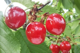 【発送は６月中旬～】さくらんぼ 紅さやか３５０ｇ×２「甘酸っぱいのが好みの方にオススメ!!」