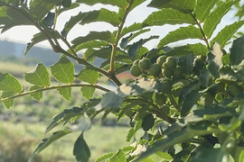 【自然栽培🍀実山椒（生）１００g】爽やかな香りをお届け！発送日に収穫します