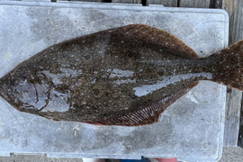 明日朝まで限定！捕れたて！ヒラメ 約2kg　長崎県対馬市(内臓・鱗処理済)