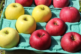 【11月中旬ころ発送】葉とらずサンふじ&シナノゴールド パリパリ食感でおいしい組み合わせ！ 家庭用 5kg（12〜26個）