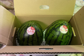 【三浦産】小玉すいか2玉入り【家庭向け】