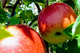 信州りんご🍎パック入り