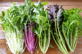 [宮崎県産]サラダ野菜5品セット☆