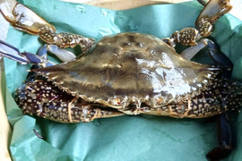 大きめワタリガニ　約3kg（5～6匹）