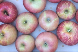 【お試し規格】青森りんご 訳あり C品　約5kg　13～23玉 農家直送　お得にたくさん食べたい方へ