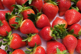 イチゴ ＜２パック＞もぎたて新鮮 香り豊か！