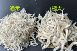 旨味の濃い　倉橋産極太ちりめん　塩分控えめ　１００ｇ お試し、少量