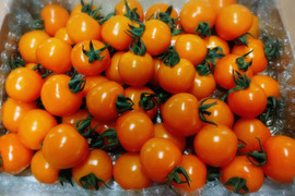 プチプチ食感！オレンジミニトマト