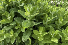 農家直送 生アップルミント 30g 茎付きフレッシュハーブ 農薬不使用栽培 クール便