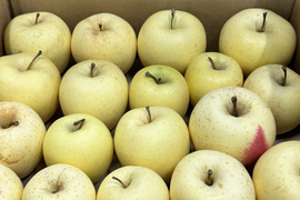 【訳あり・バラ詰め 大小込み】金星（有袋）約4.5Kg　青森県産　数量限定　金星　きんせい　りんご