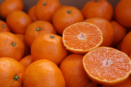 【冬ギフト】農家直送！有田みかん3kg≪2Lサイズ（大玉） 秀品≫【平武農園】～蛍飛ぶ町から旬の便り～　和歌山｜有田｜田口｜ギフト｜こだわり　産地直送　お取り寄せ