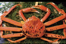 ⭐️ついに販売開始‼️宮内庁御用達の三国港の【越前蟹訳あり】ブランドの黄色のタグ
※蟹では日本で初めての水産省の地理的表示G1認定の表示、
歴史・格式・品質保証が揃った一杯　≪茹で蟹≫　約800g