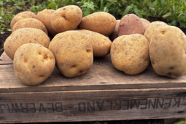 じゃがいも（栽培期間中農薬不使用） 5種食べ比べセット