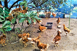 放し飼いのロイヤル健康たまご(特定飼育卵)