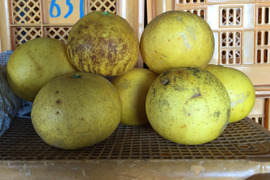 【限定数ごくわずか】訳あり見た目の悪い文旦　2キロ【農薬不使用】