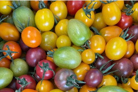 【ミニトマト】【品種:リトルジェムP、キャロル10、ピッコロカナリア 他】食卓を彩るカラーミニトマト♪　【1kg】信州の環境にやさしい農産物認証取得