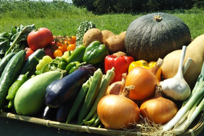 【10日分の野菜！】旬の野菜セット１０～１２品【農薬・化学肥料不使用】