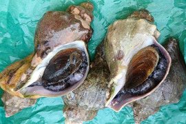 活青ツブ　約3kg（15～24個）