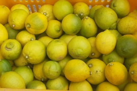 酸っぱいだけじゃない！甘味も感じる広島県大崎下島産 特別栽培レモン3キロ