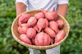 taneco 熟成 種子島安納いも（生いも） 【２Ｓサイズ・２kg】