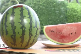 長崎No. 1美味しいシャリ感甘みしっかり「極上スイカ」9kg
