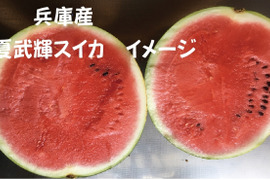 兵庫産夏武輝 小玉スイカ1玉　ご家庭用⑦