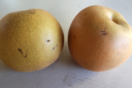 [家庭用!!お買い得!!]あきづき 3kg(9玉前後)