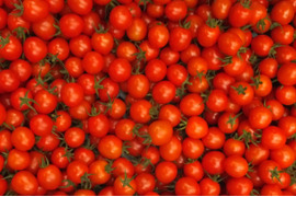 【訳あり・秋限定】朝採り完熟ミニトマト 1kg（化学農薬不使用）