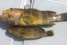 明日朝まで限定!捕れたて!アオナ 約2kg 長崎県対馬市