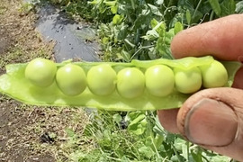 【自然栽培🍀朝採り鞘付きグリーンピース250g】自家採種10年以上・ホックリ甘い・豆ごはんがおすすめ😋