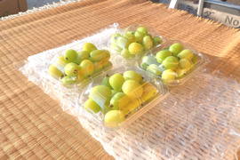 【急げ！　終了間近】パリッとジュワッと！今が旬のシャインマスカット(250g×4パック)【家庭用】