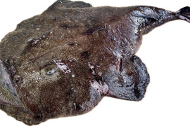 【知床らうす直送】アンコウ 現品限り