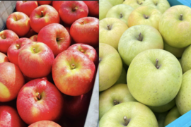 ミックス　🏆2025年りんごGP金賞受賞🎊葉取らず高徳&王林　家庭用2kg【5〜10個入り】