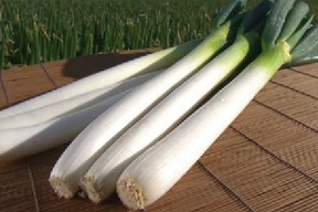 【福袋】🌿至福の極甘ネギ❗️【極太】2L3L 30本❗️ジューシーでトロトロ、甘い秋冬ネギ✨朝採り【特別栽培】【無消毒栽培】