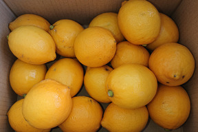 【令和8年大雪や雹によるレモン・柑橘被害支援プログラム300円寄付】【静岡県産】ワックス・防腐剤不使用 日本平ソーラーレモン®️小玉サイズ約２キロ入り