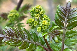 【予約商品】気品ある香り！花山椒50g （美山産 栽培期間中農薬不使用）