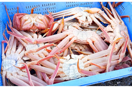 【期間限定】訳アリ庄内沖ズワイガニ　足だけ　３００ｇ×２パック