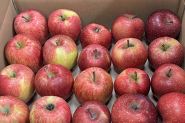 【在庫限り】千雪・まさゆめハーフセット訳ありバラ詰め　約4.5Kg　青森県産