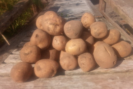 【ちょっと訳有❗】じゃがいも【とうや】大きさ色々　80サイズ　4.7kg
※商品説明をご一読の上、「常温便」、「クール便」をご指定下さいませ。