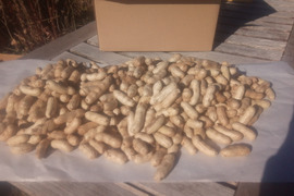 落花生（油豆）在来種　1kg