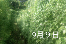 中人数で、甘〜いナガイモ！約3kg　大きさ色々（中〜小さめ）
※商品説明をご一読の上、「常温便」、「クール便」をご指定下さいませ。