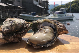 "食彩の王国"【今季もスタート！】京都府伊根産・生食用岩牡蠣　”夏珠”・一個約３００ｇ前後　6個入り