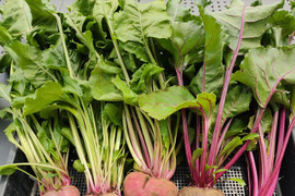 🥬栄養たっぷり！国産ビーツの葉 約1kg🥬炒め物・スープに｜農薬・化成肥料不使用✨