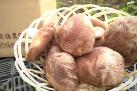 【訳あり】大きめ！あがまる生しいたけ（菌床）500g