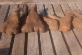 【訳有❗】少人数で、粘り強～いゲンコツ芋！　小さめ（6本前後）　内容量、約1.4㎏　60サイズ
※商品説明をご一読の上、「常温便」、「クール便」をご指定下さいませ。