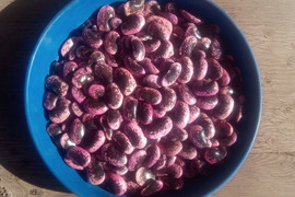 高原花豆（紅花いんげん）令和4年産、1kg、大粒（平均35mm）、A品